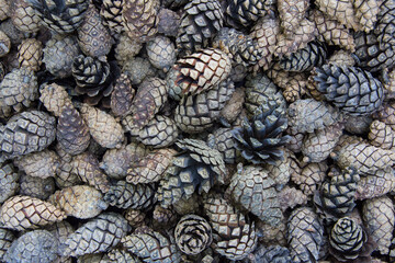 Fallen pine cones. Abstract background