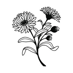 Calendula, chamomile. Vector stock illustration eps10. Hand drawing eps10, isolate on a white background, outline. 
