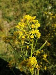 Beautiful yellow flower in the garden.