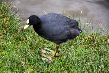 blackbird in the grass