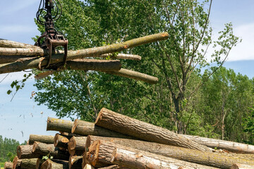 Bundle Of Tree Logs In A Crane Grabber