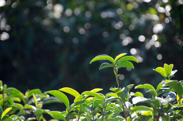 Closeup, Top of Green tea leaf in the morning, tea plantation, blurred background.
