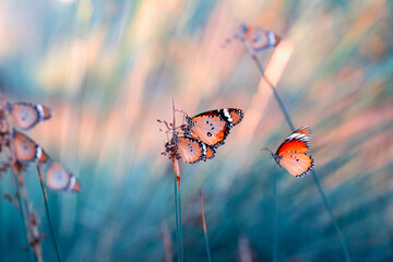 Macro shots, Beautiful nature scene. Closeup beautiful butterfly sitting on the flower in a summer...