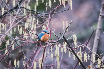 Eisvogel am Ufer