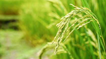 close up Green paddy Rice grain , Chiang Mai, Thailand