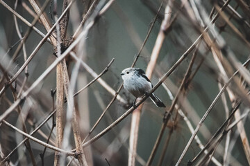 Schwanzmeise Ast Winter III