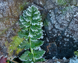 Frost on leaf