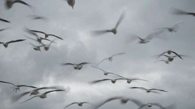 A flock of flying birds flapping their wings and soaring in the air against the background of a gray cloudy sky. Chaotic bird movement with selective focus