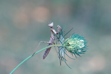 Close up of pair of Beautiful European mantis ( Mantis religiosa )