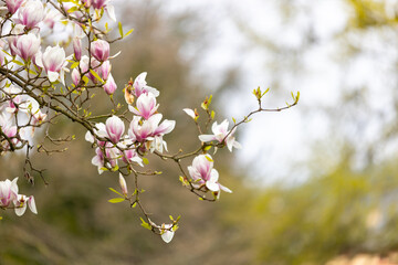Magnolienblüten Frühlingsboten