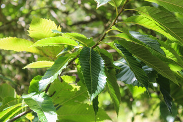 Una planta de hojas verdes en un bosque 