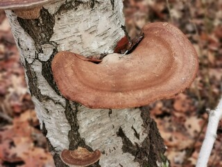 Birkenporling (Fomitopsis betulina) ein heimischer Winterpilz mit hoher Vitalkraft © Annett Seidler