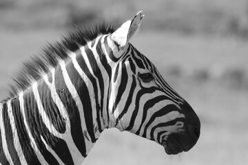 Obraz na płótnie Canvas Wildlife in Africa, Zebra