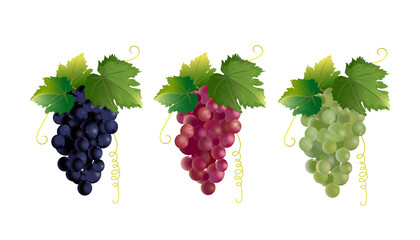 Three clusters of grapes (red, black and green grapes) isolated on a white background. Vector set.