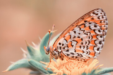 Macro shots, Beautiful nature scene. Closeup beautiful butterfly sitting on the flower in a summer garden.