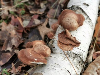 Birkenporling (Fomitopsis betulina) ein heimischer Winterpilz mit hoher Vitalkraft, Baumpilze im...