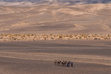 Fototapeta na wymiar Camels in Sahara