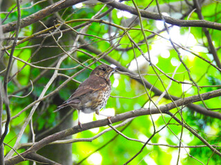 Little brown bird on a branch