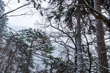 beautiful winter landscape in the mountains, with trees, plants,rocks, snow falling in cold weather