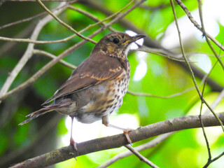 Little brown bird on a branch