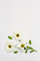 Fresh fragrant chrysanthemums isolated on white background