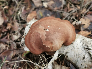 Birkenporling (Fomitopsis betulina) ein heimischer Winterpilz mit hoher Vitalkraft © Annett Seidler