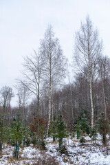 Winter forest with little snow