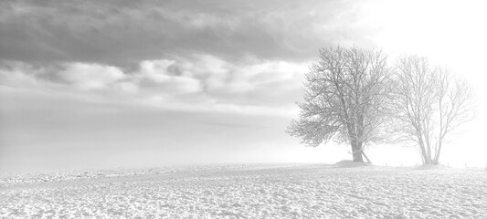 snowy meadow with mature tree on the edge, field in the background, black and white, winter landscape, background