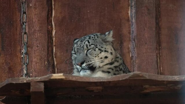 snow leopard sleeping at the zoo