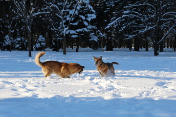 Happy dog outside in the snow park