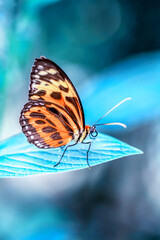 Macro shots, Beautiful nature scene. Closeup beautiful butterfly sitting on the flower in a summer garden.