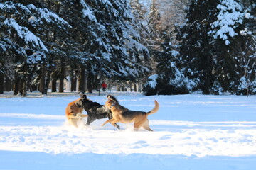 Happy dog outside in the snow park