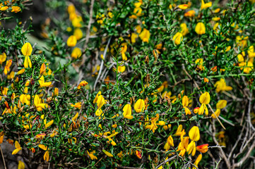 Wild Broom in Bloom Macro Photography Sardinia