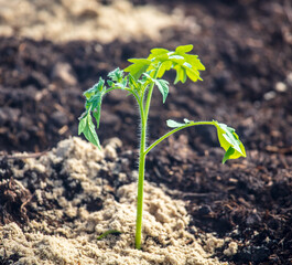 Small tomato sprouts in the ground.
