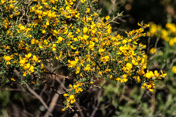 Wild Broom in Bloom Macro Photography Sardinia