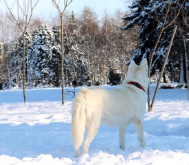 Happy dog outside in the snow park