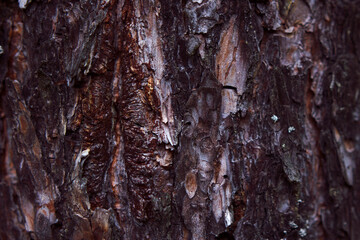 pine tree bark - textured nature background, forest flavor