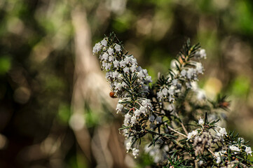 Macro Close-up Photography Wild Heather in Nature Sardinia