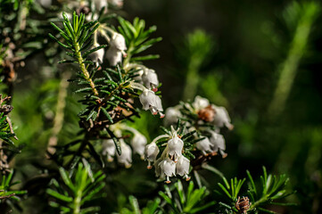 Macro Close-up Photography Wild Heather in Nature Sardinia