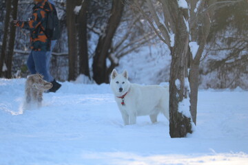 Happy dog outside in the snow park