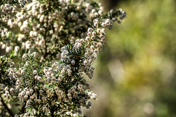 Macro Close-up Photography Wild Heather in Nature Sardinia