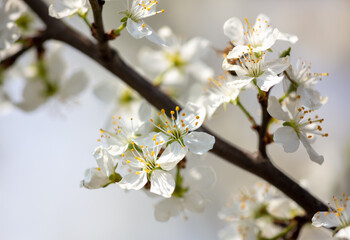 Close up of white flowers on cherry