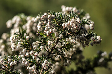Macro Close-up Photography Wild Heather in Nature Sardinia