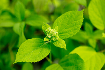 Green leaves on a plant as a background.