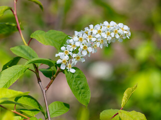 White flowers on the tree in spring.