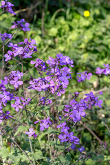 A plant (Matthiola farinosa) with violet flowers blooms by the sea