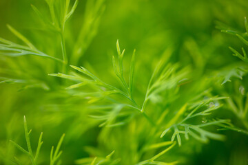 Green leaves of dill as background.