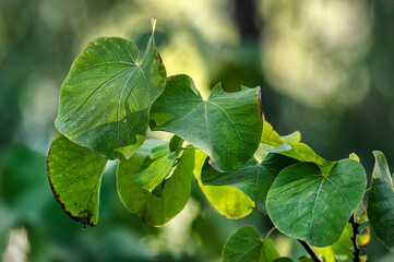 Leaves Photography Close Up, Macro, Close Up Photography