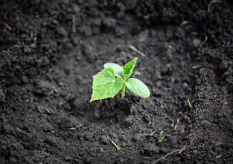 Cucumber sprout in the spring.