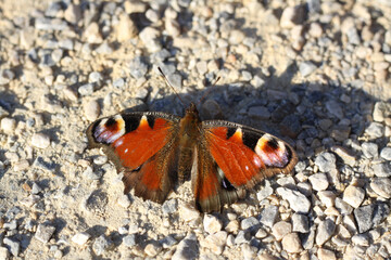 Peacock butterfly Inachis io on a path
